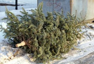 В МЧС советуют выбросить елки как можно скорее